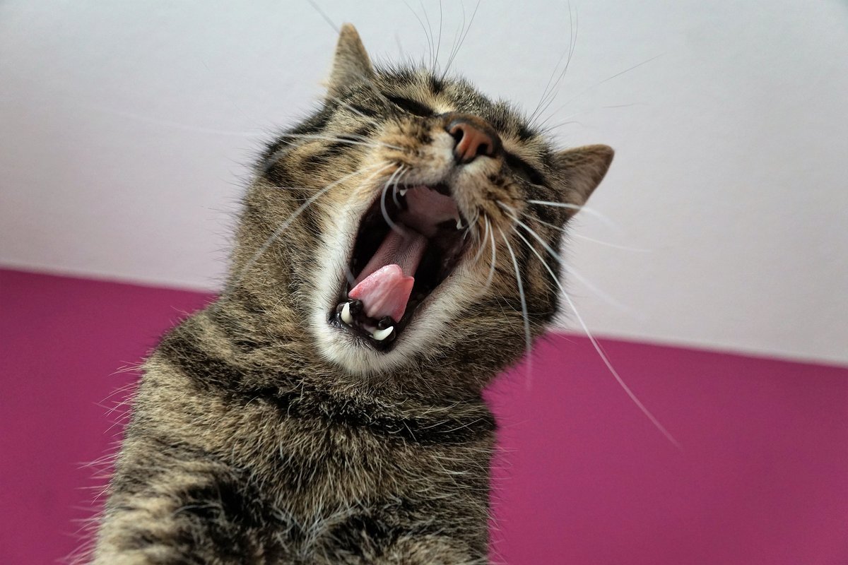 Katze gähnt mit aufgerissenem Maul