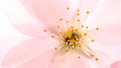 Eine Blume.